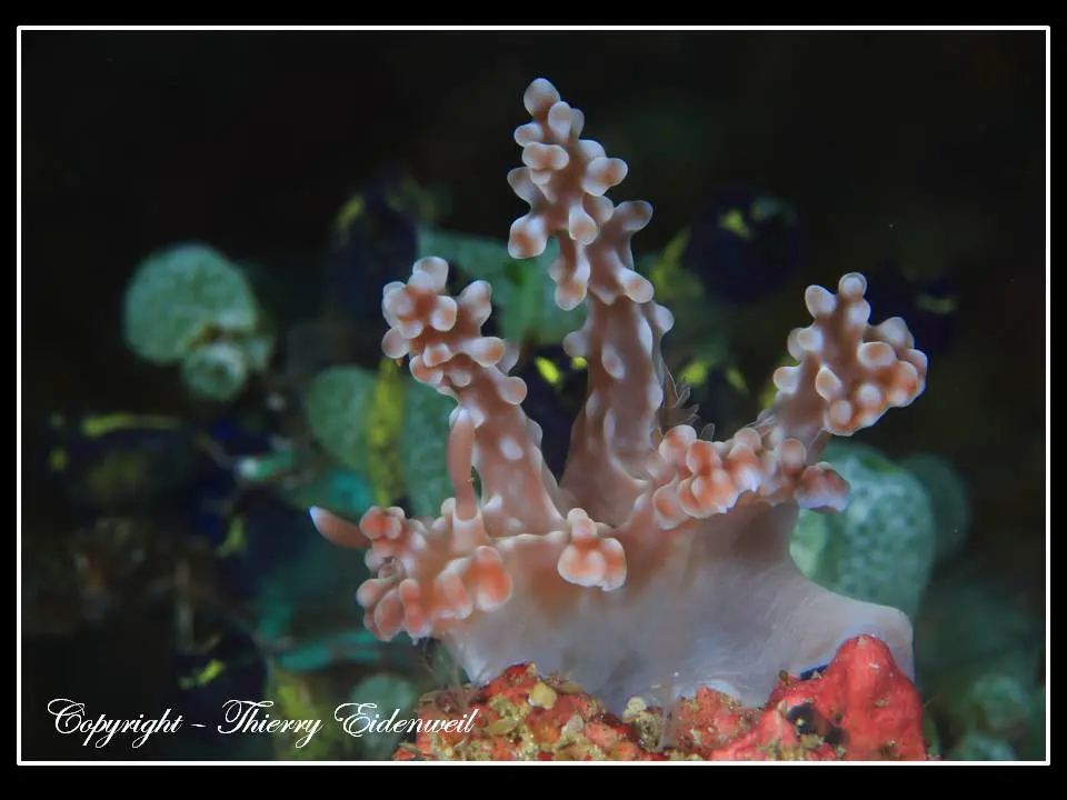 Anilao Macro Dive Media Highlight